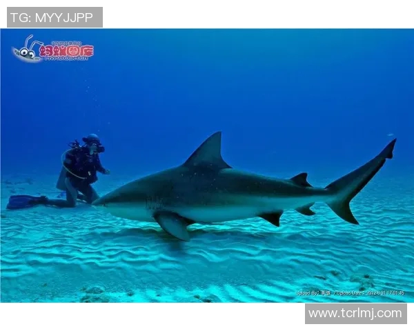 南海鲨鱼与惠灵顿圣徒的激烈对决揭示了球队实力与战术的较量